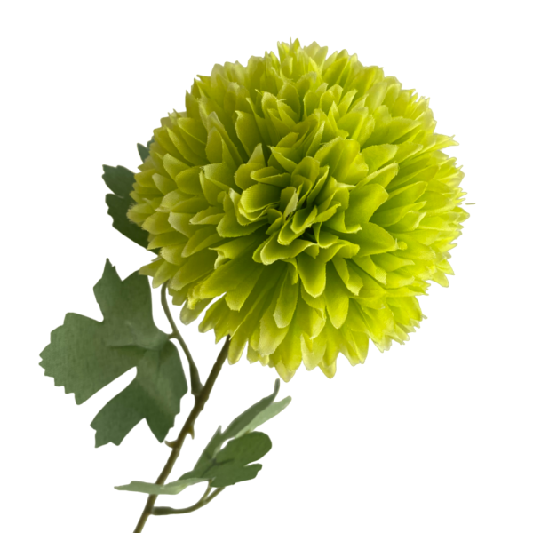 Lime Isla Chrysanthemum