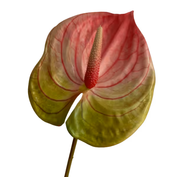 Pink and Green Luna Real Touch Anthurium