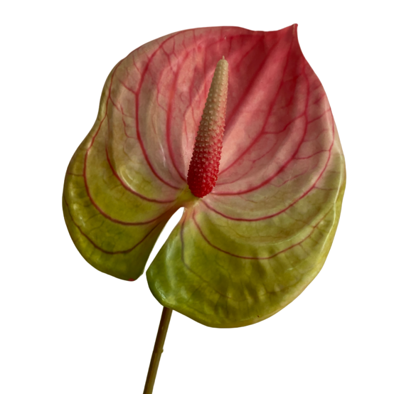 Vintage Artificial Anthurium Plant – Red Silk Flower, No Pot, USA Made