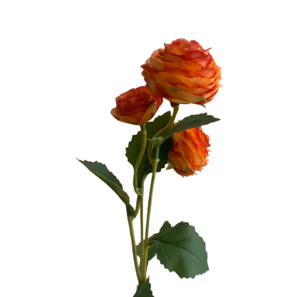 Orange Alicia Ranunculus