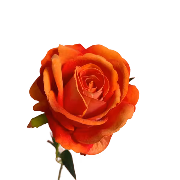 Orange Bella Velvet Rose