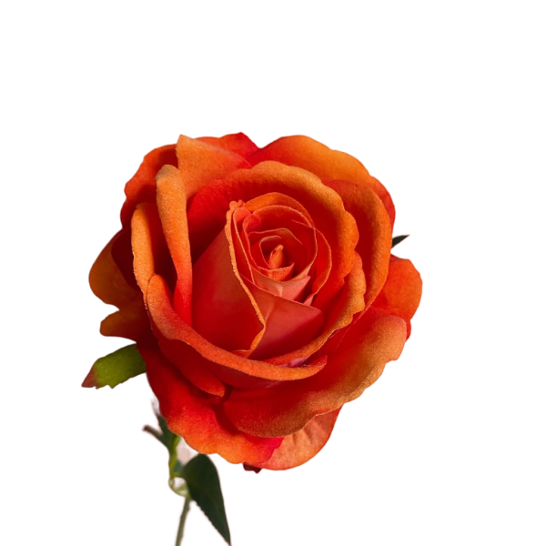 Orange Bella Velvet Rose
