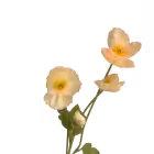 Orange Elsie Poppy Spray
