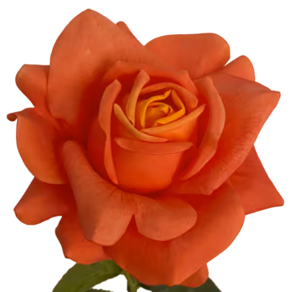 Orange Eva Real Touch Rose
