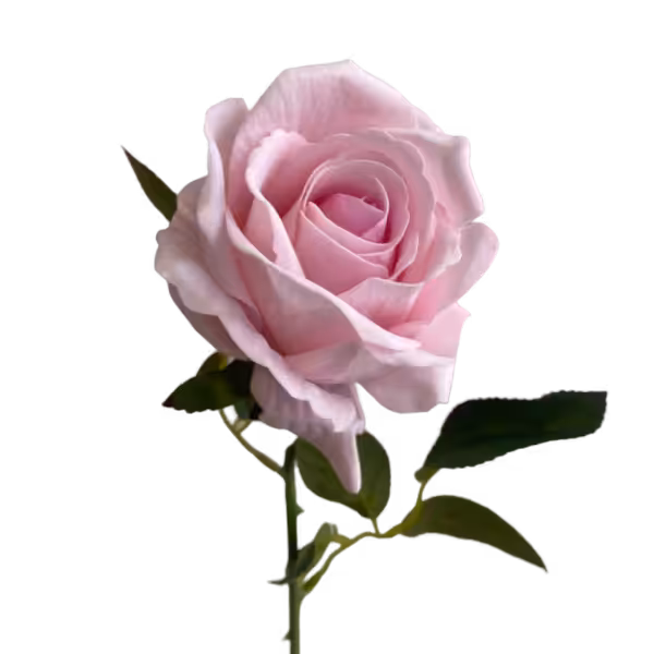 Pastel Pink Bella Velvet Rose