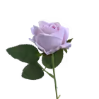 Pastel Pink Sara Mini Velvet Rose