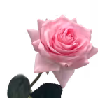 Pink Alice Real Touch Rose