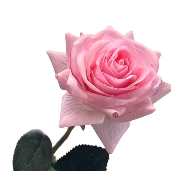Pink Alice Real Touch Rose