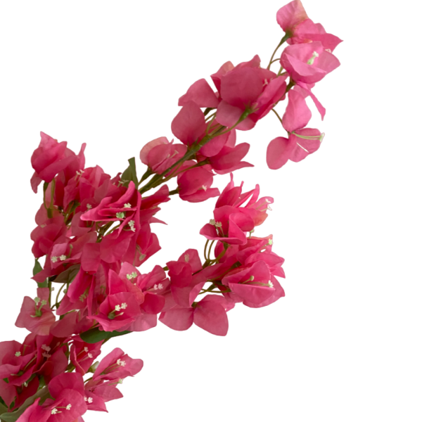 Pink Becca Bougainvillea
