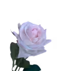 Pink Fringe Alice Real Touch Rose