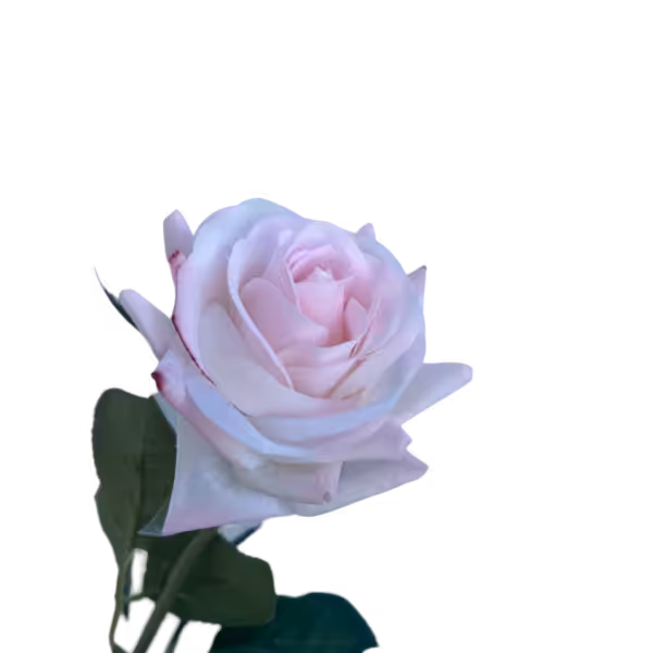 Pink Fringe Alice Real Touch Rose