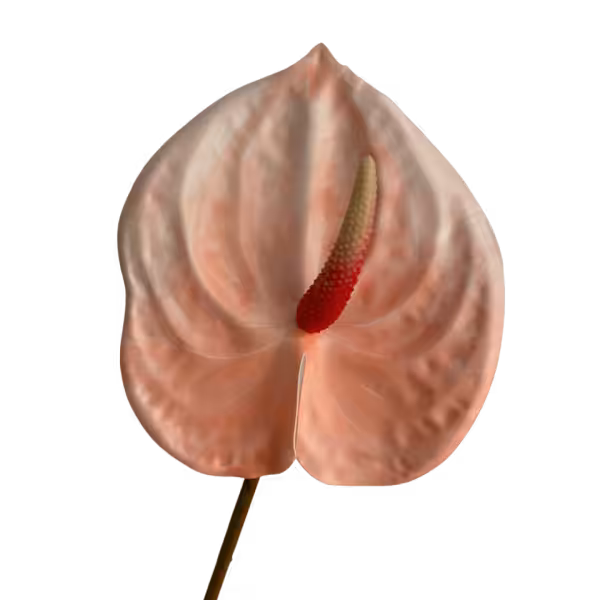 Light Pink Luna Real Touch Anthurium