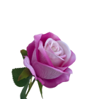 Pink Ombre Sara Mini Velvet Rose