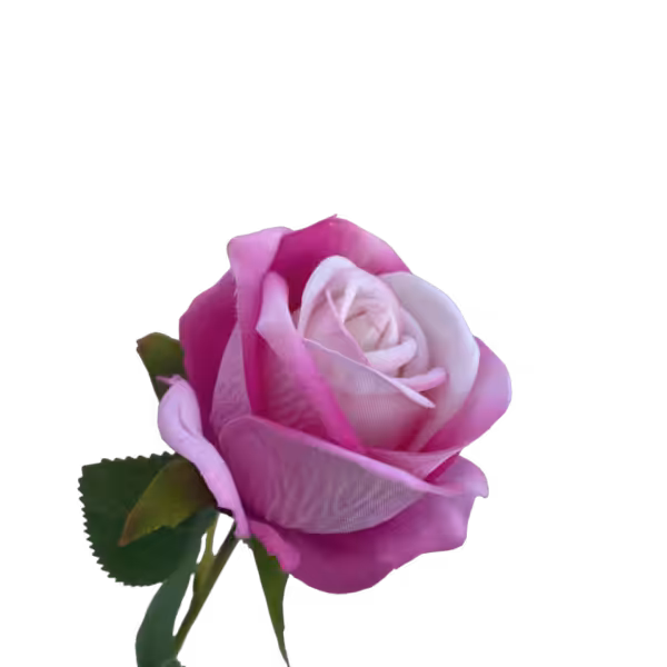 Pink Ombre Sara Mini Velvet Rose