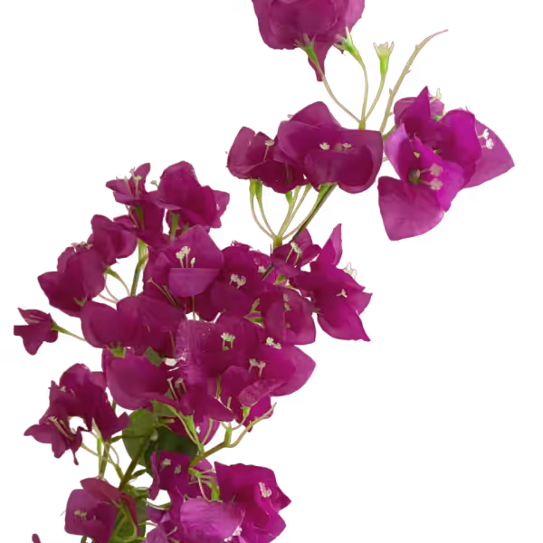 Purple Becca Bougainvillea