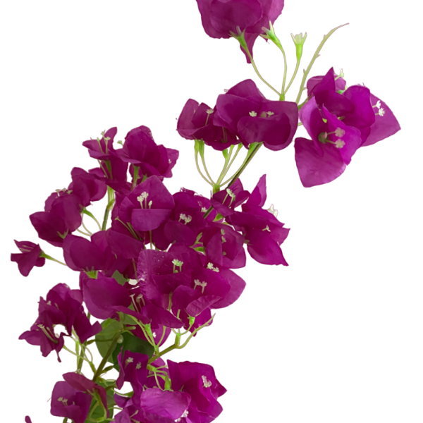 Purple Becca Bougainvillea