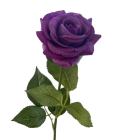 Dark Purple Ella Real Touch Rose