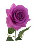 Purple Ella Real Touch Rose