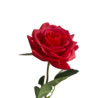 Red Alice Real Touch Rose