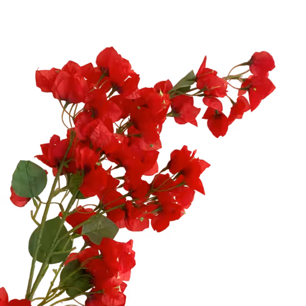 Red Becca Bougainvillea