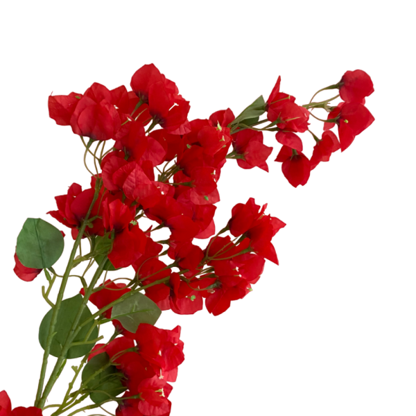 Red Becca Bougainvillea