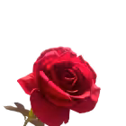 Red Bella Velvet Rose