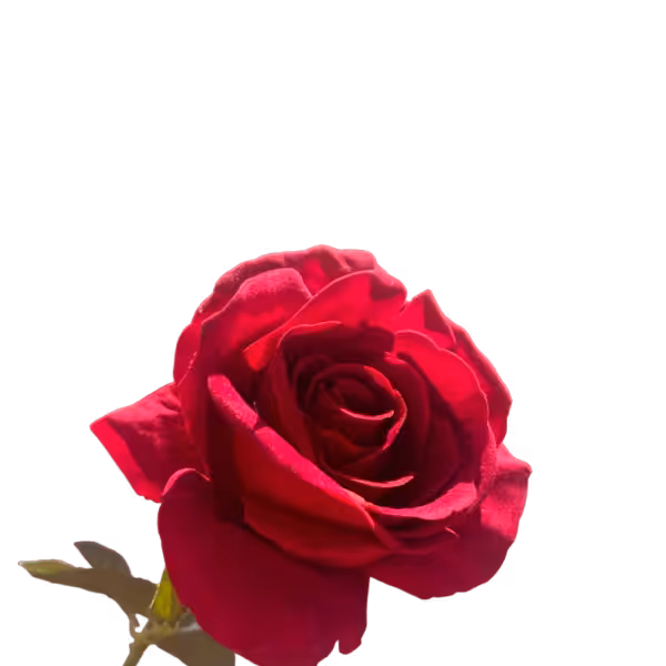 Red Bella Velvet Rose