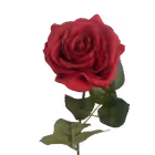 Red Ella Real Touch Rose