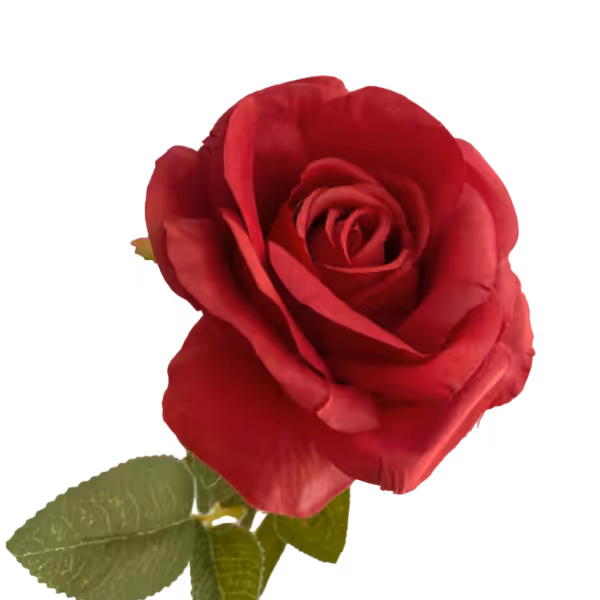 Red Nova Silk Rose