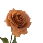 Toffee Ella Real Touch Rose