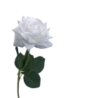 White Alice Real Touch Rose