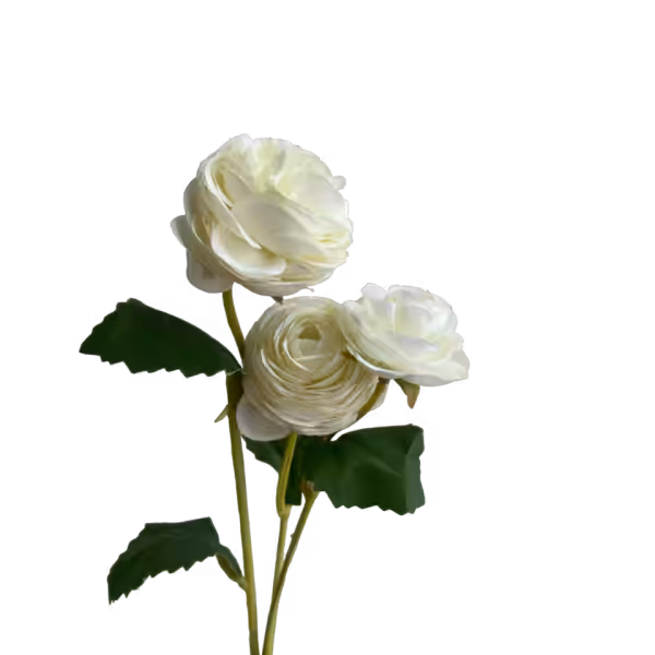 White Alicia Ranunculus