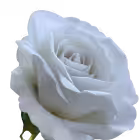 White Bella Velvet Rose