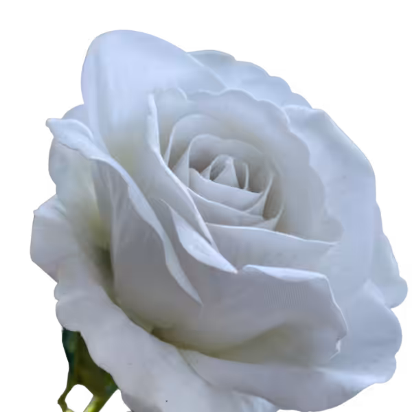 White Bella Velvet Rose
