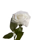 White Ella Real Touch Rose