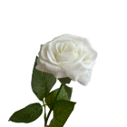 White Ella Real Touch Rose