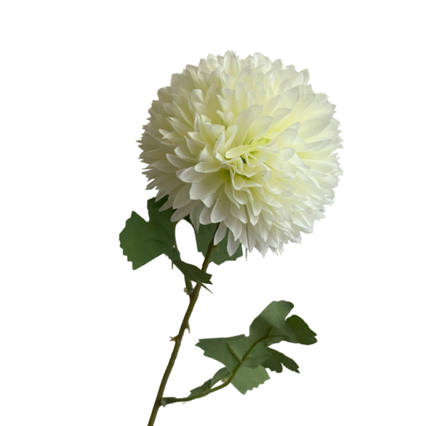White Isla Chrysanthemum