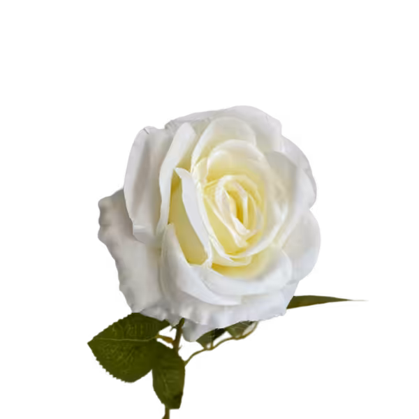 White Nova Silk Rose