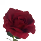 Wine Red Bella Velvet Rose