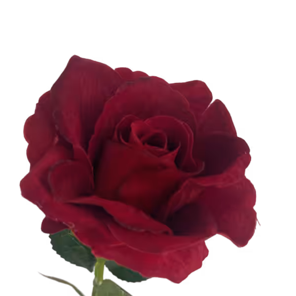 Wine Red Bella Velvet Rose