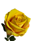 Bright Yellow Bella Velvet Rose
