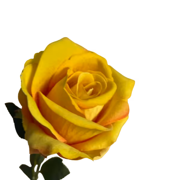 Bright Yellow Bella Velvet Rose