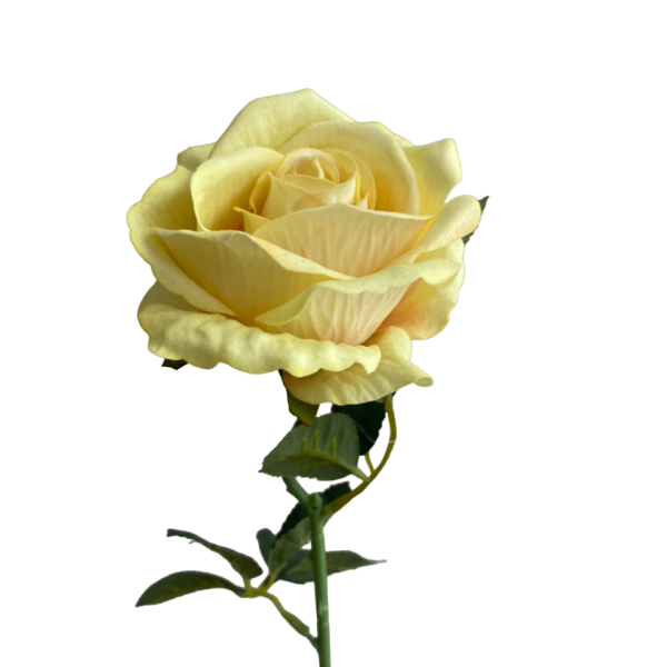 Yellow Bella Velvet Rose
