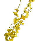 Yellow Dana Dancing Orchid