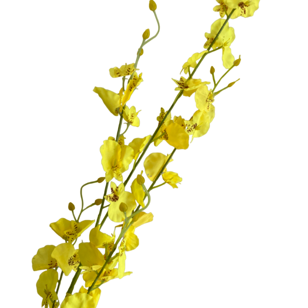 Yellow Dana Dancing Orchid