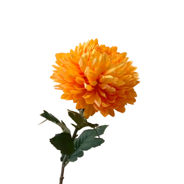 Yellow Milly Pineapple Chrysanthemum