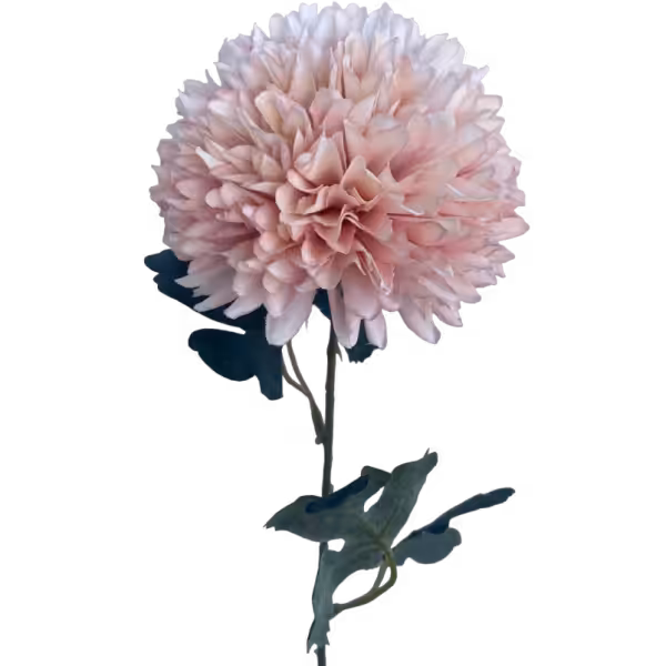 Light Pink Isla Chrystanthemum