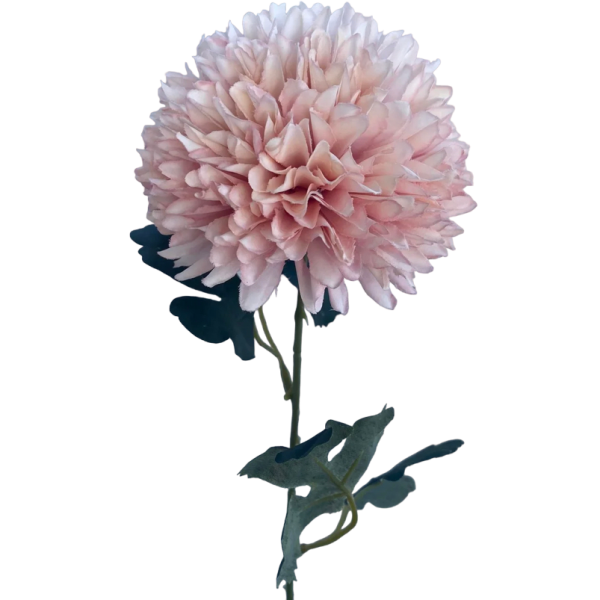 Light Pink Isla Chrystanthemum