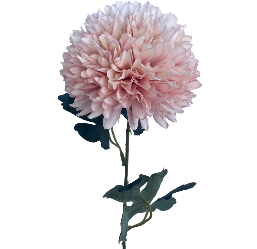 Light Pink Isla Chrysanthemum