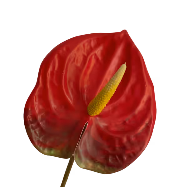 Red Luna Real Touch Anthurium